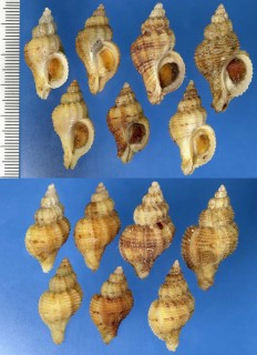 トゲヨウラクの仲間 Ocinebrina sclera small