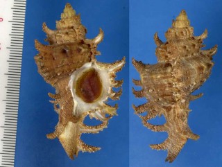 ツブリボラの一種 Chicoreus austramosus small