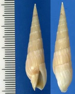 チチカケタケ Terebra fatua small