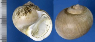 エゾタマガイ Cryptonatica janthostomoides small