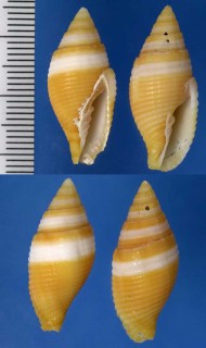 オビフデ Mitra aurantia aurantia small