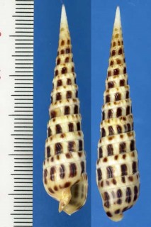 カザリタケ Terebra ornata small