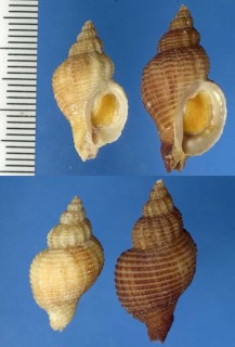カナダのヨウラクガイの仲間 Ocenebra lurida small