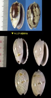 セキトリマクラ Oliva bulbosa small