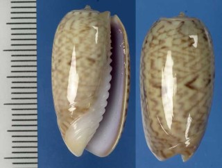 ヘコミマクラ Oliva concavospira small