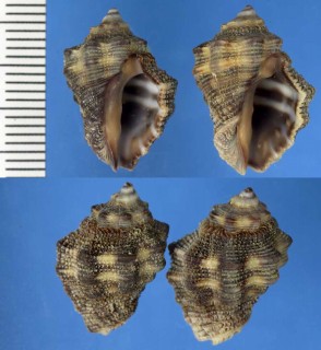 オーストラリアのイガレイシの仲間 Drupella fusconigra small