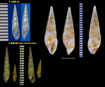 ハナゴウナ 花寄居虫 Eulima bifascialis small
