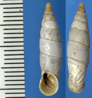 アドリアギセルの仲間 Medora albescens small