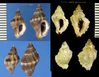 エドワードヨウラク Ocenebra edwardsi small