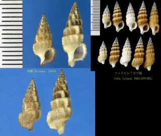 ジュズカケカニモリ (ホソカタカニモリ) Cerithium balteatum small