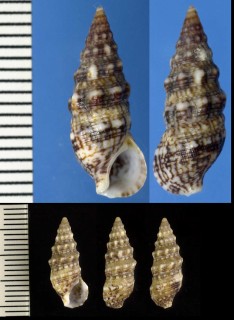 ヒメヨーロッパカニモリ Cerithium rupestre small