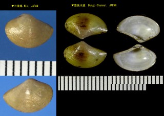 ハトムギソデ Neilonella dubia small