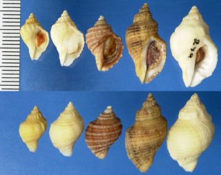 ヒトハレイシの仲間 Acanthina spirata aurantia small