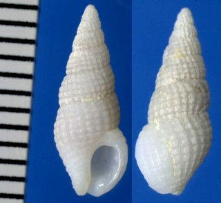 チョウジガイのようなエゾバイ類 Chauvetia tenuisculpta small