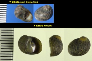 ハナガスミカノコ Clithon chlorostoma small