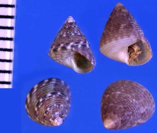 ニシノカネコチグサ Jujubinus gravinae small