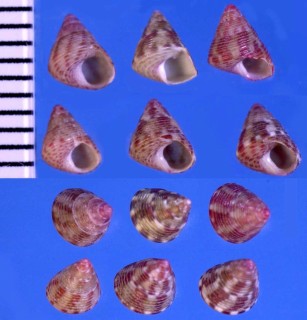 フトウネチグサ Jujubinus ruscurianus small
