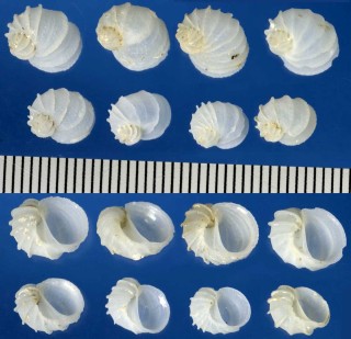 クビレシロネズミ Vanikoro distans small
