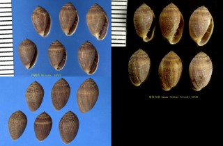 ヌノメハマシイノミ Melampus granifer small
