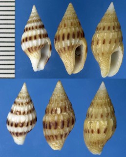 ソメワケボサツの仲間 Anachis lyrata small