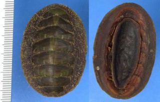 アメリカヒゲヒザラ Mopalia vespertina laevior small