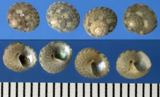 ヤガスリシタダミ Gibbula racketti small