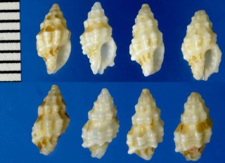コレイシダマシ (サチヒナレイシダマシ) Pascula benedicta small