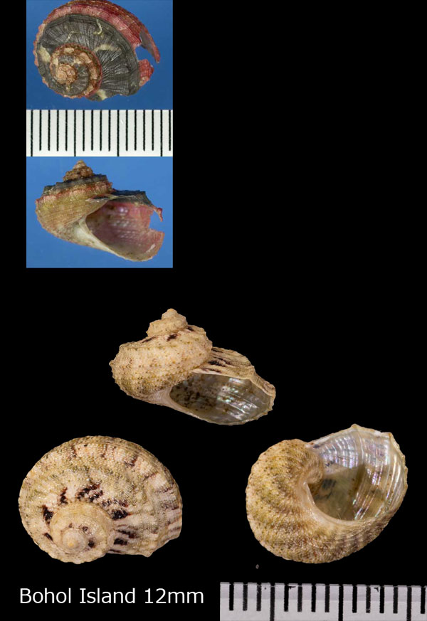 シワアシヤガマ Stomatolina angulata small