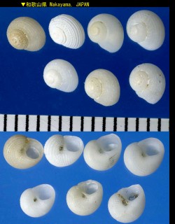シラタマザンショウ Collonista amakusaensis small