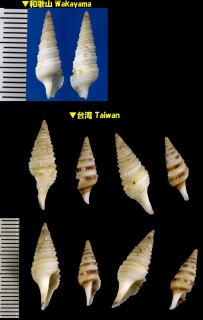 トビフクダマキ 飛班管巻 Gemmula rarimaculata small