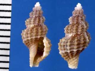 コウシメコトツブ Raphitoma cordieri small