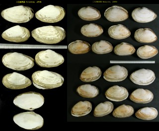 オオノガイ 大野貝 Mya arenaria oonogai small