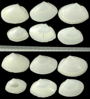 サギガイ 鷺貝 Macoma sectior small