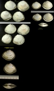 サビシラトリ Macoma contabulata small