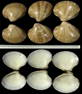 ニッコウワスレ Callista multiradiata small