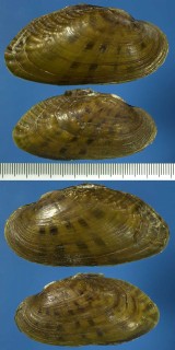 テネシーのイシガイの仲間 Ptychobranchus subtentum small