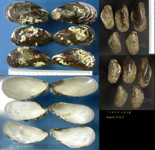 ホンヒバリ (ホンエゾヒバリ) Modiolus modiolus small