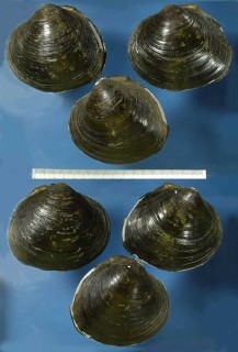 マルシジミ Batissa fortis small