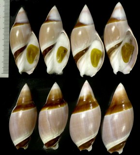 トガリリュウグウボタル 尖龍宮蛍 Amalda rubiginosa rubiginosa small