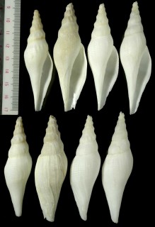 ハブタエツノキフデ Benthovoluta claydoni small