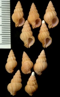 ウスベニサンゴヤドリ Coralliophila amirantium small