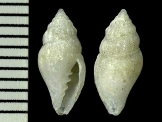 コビトオトメフデ Microvoluta hondoana small