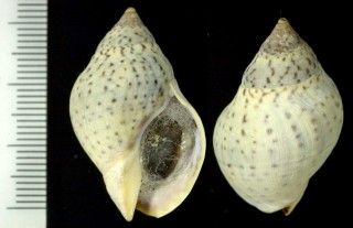 ニュージーランドボラの仲間03 Cominella maculosa small