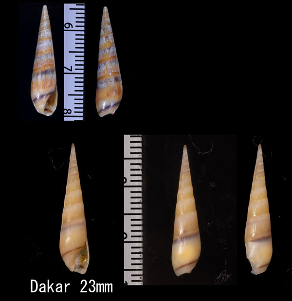 キヌメミガキタケ Hastula aciculina small
