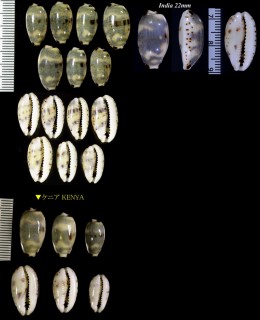 ホンニセサバダカラ Bistolida kieneri kieneri small