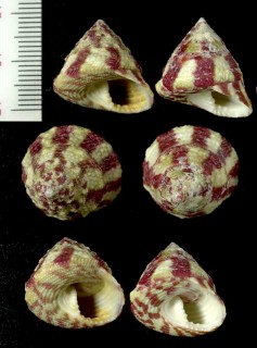 ベニシリダカの若貝？ 未詳 Trochus sp. small