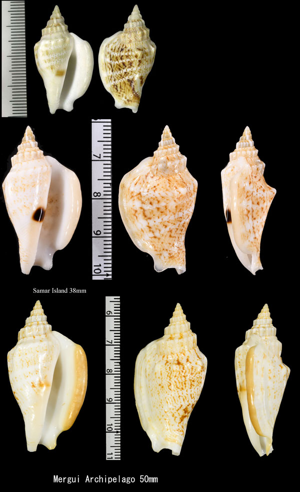 モンツキソデ Dolomena variabilis small