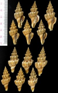 パナマのクダマキガイ類 Knefastia hilli small