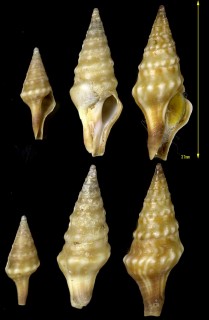 トゲトゲクダマキの仲間 Clavatula gravis small