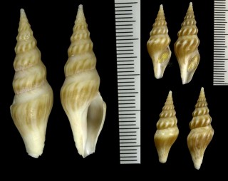 イグチガイの仲間　南アフリカ Comitas stolida small